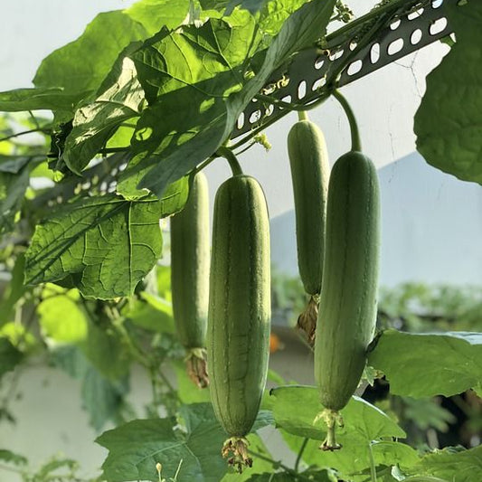 Lufas Naturales, esponja de origen vegetal